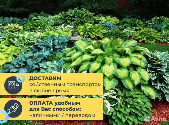 Хризантемы / многолетние цветы