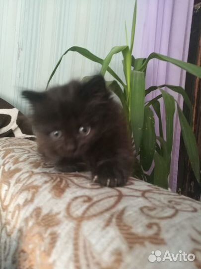 Отдам котенка