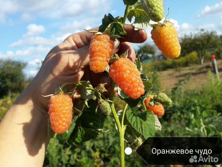 Малиновое дерево
