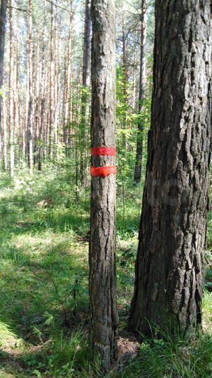 Участок 15 сот. (СНТ, ДНП)