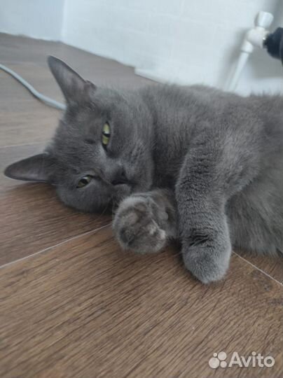 Британская кошка