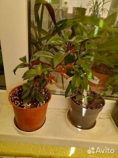 Комнатные цветы