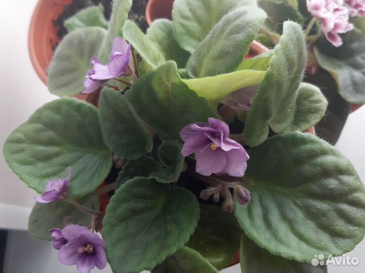 Фиалка цветущая