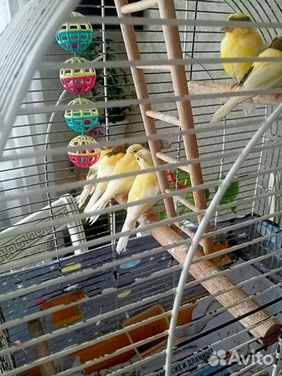 Молодые кенары