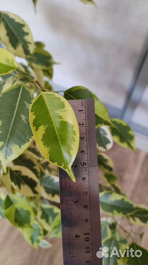 Фикус бенджамина