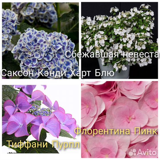 Гортензия Гибискус