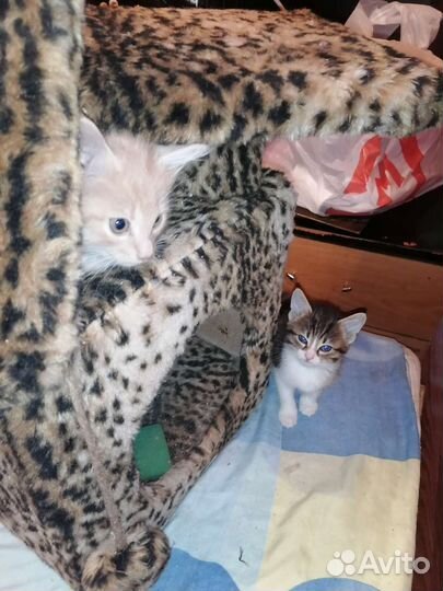 Котенок мальчик