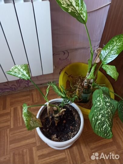 Отдам в добрые руки цветы бесплатно