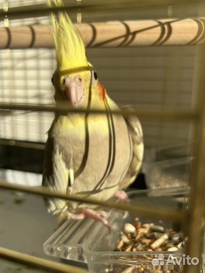 Пара корелл