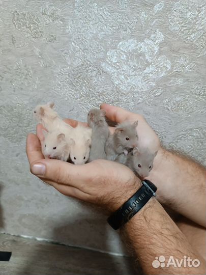 Сирийский хомяк