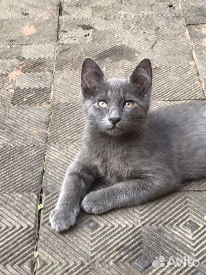 Котенок мальчик серый