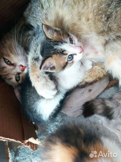 Отдам котят в добрые руки