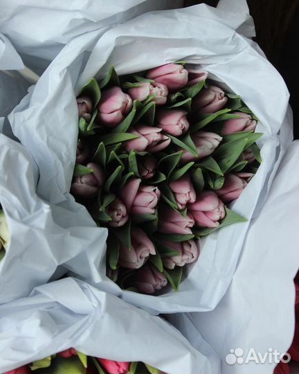 Свежие Тюльпаны напрямую от производителя