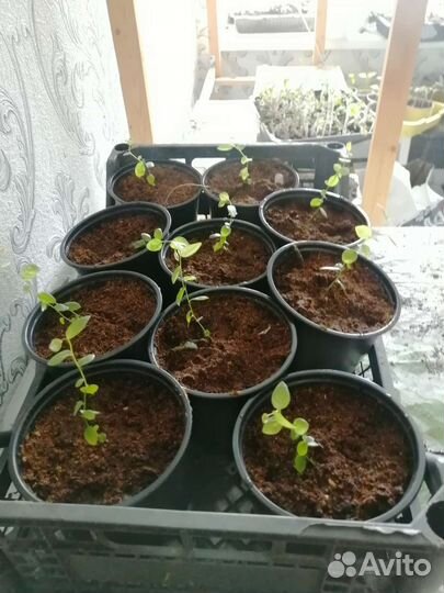 Голубика садовая саженцы