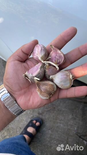 Чеснок семенной