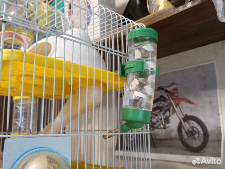 Сирийский хомяк с клеткой