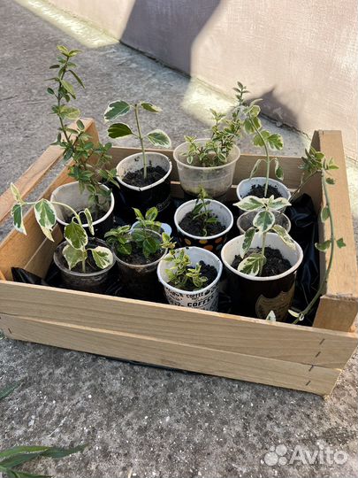 Бересклет 11шт