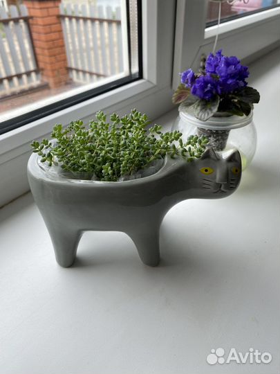 Домашние цветы