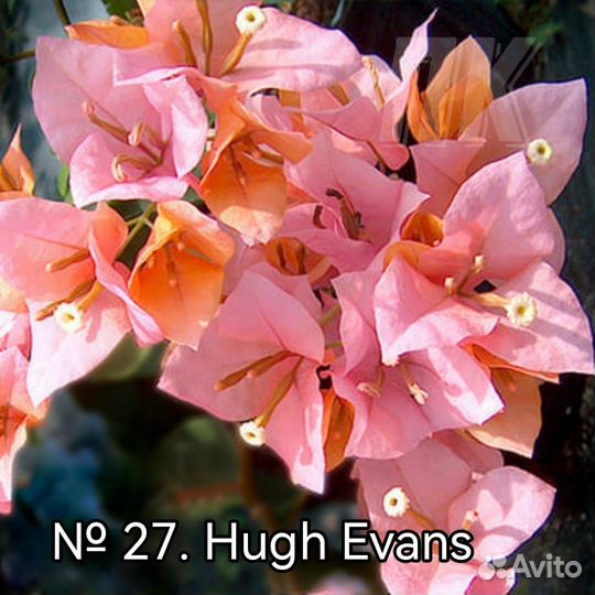 Бугенвиллия