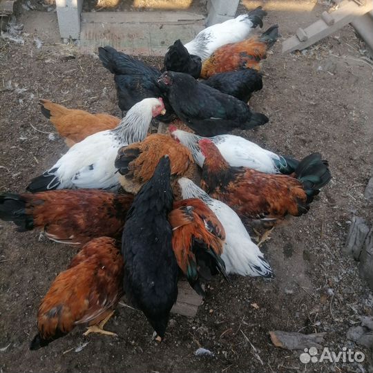 Молодые петушки