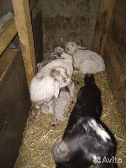 Козлятушки