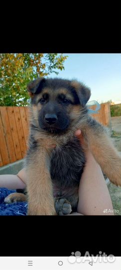 Домашние животные собаки щенки