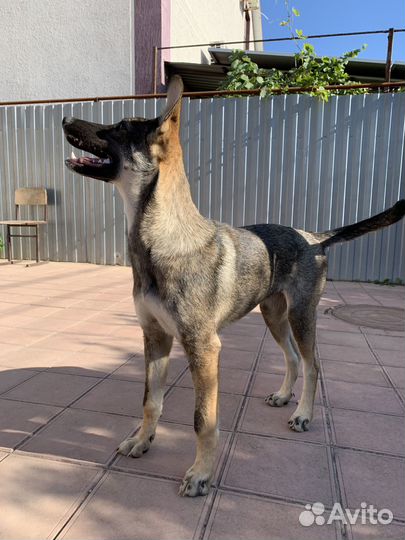 В добрые руки