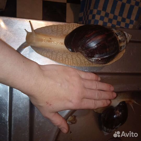 Улитки ахатины бесплатно