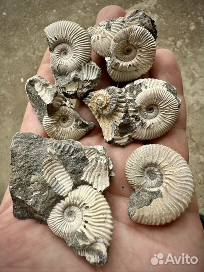 Аммониты в коллекцию