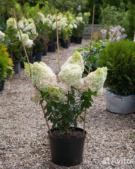 Большемеры в горшках