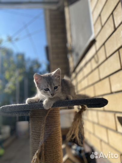 Котики бесплатно