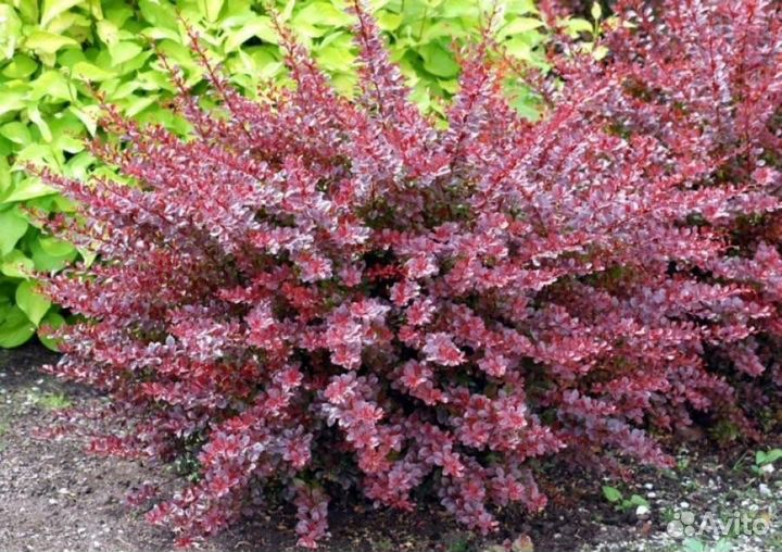 Барбарис тунберга