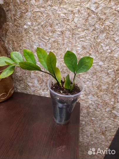 Комнатные растения