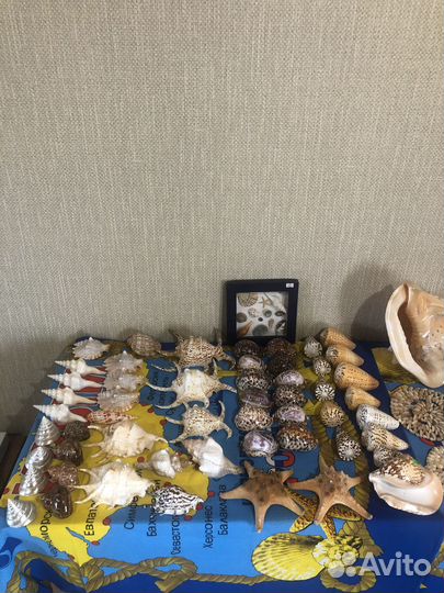 Морские ракушки раковины и коралы