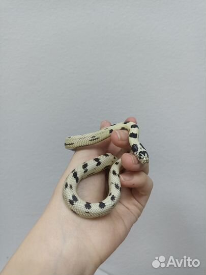 Королевская змея
