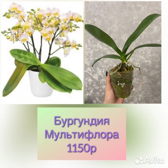 Орхидеи фаленопсис,ванды, дикие,дендробиумы и т.д