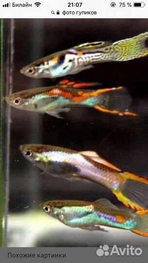 Рыбки гуппи