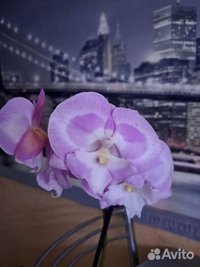 Орхидеи биглип