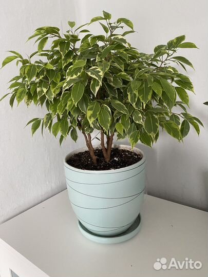 Фикус бенджамина кинки