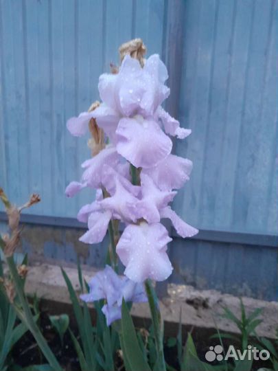 Ирисы бородатые сортовые