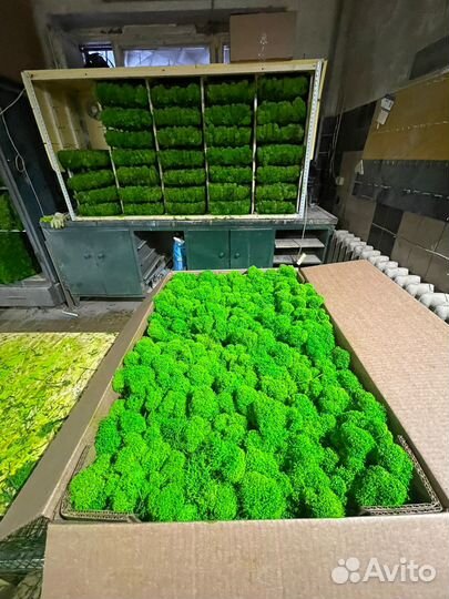 Стабилизированный мох, 1 кг