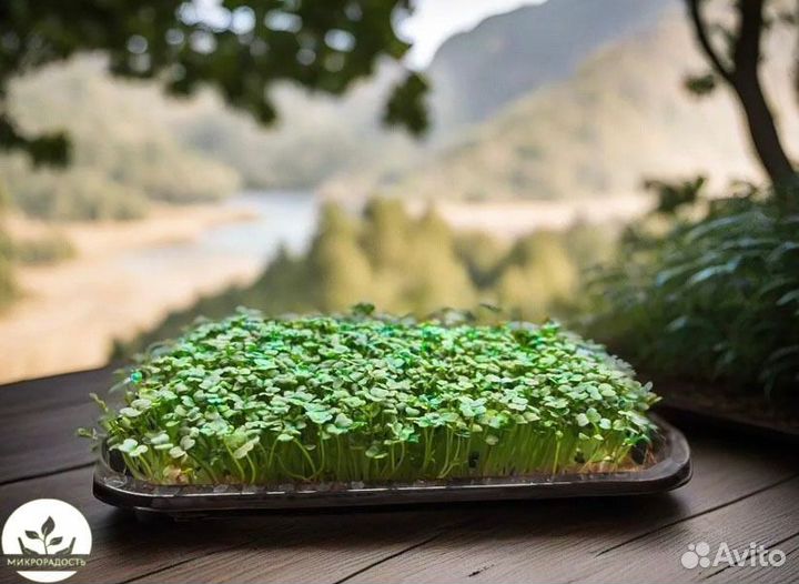 Микрозелень