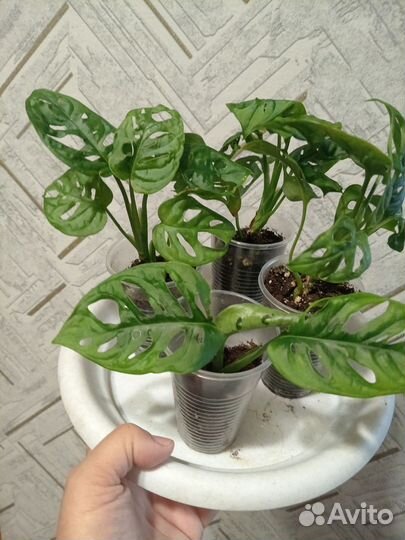 Монстера Манки