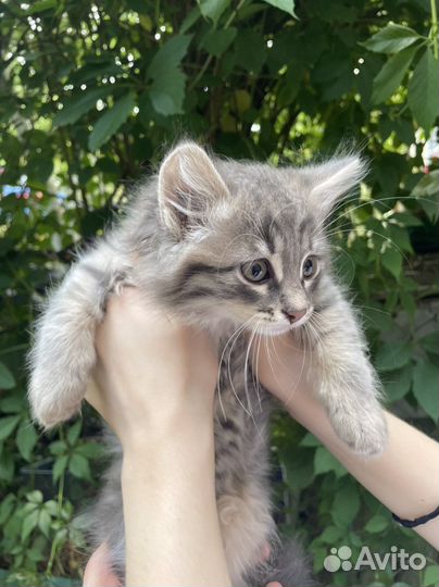 Домашние животные котята