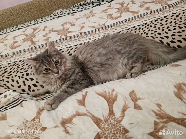 Кошка