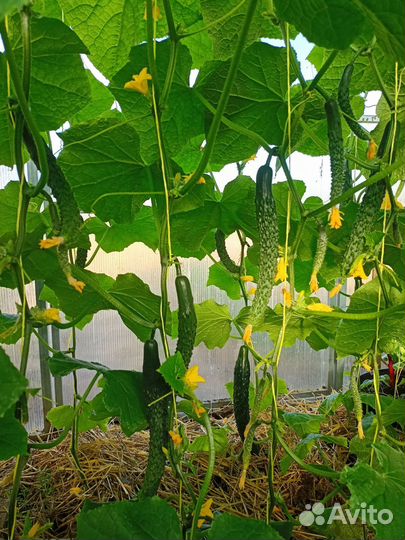 Огурцы свежие