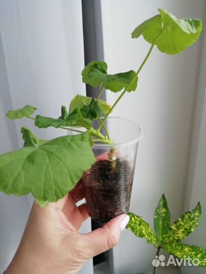 Пеларгония Dovepoint