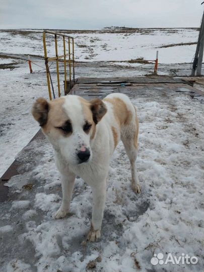 Среднеазиатская овчарка алабай