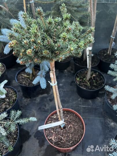 Ель канадская Литл глоб на штамбе 40 см