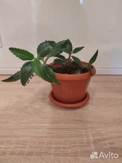 Каланхоэ лечебное